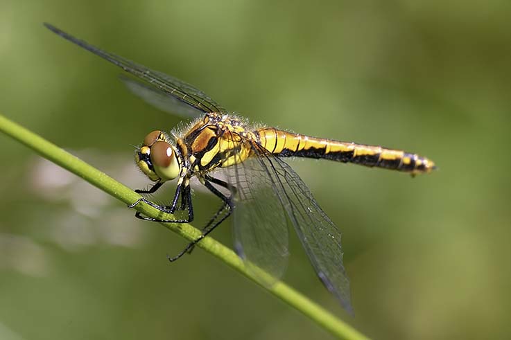 Sympetrum danae?